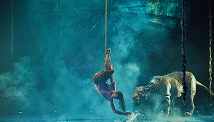 Straps du spectacle Luzia du Cirque du Soleil